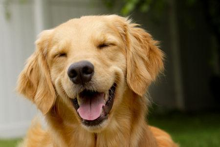 最温顺的十大狗狗排行榜 你的爱犬上榜了吗？