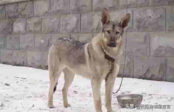中国第一猛犬，被比作中国掏肛兽，专杀日本狼青，犬中封喉王