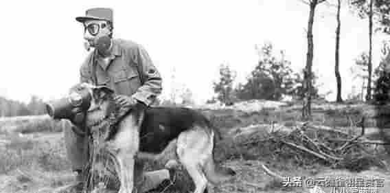 中国第一猛犬，被比作中国掏肛兽，专杀日本狼青，犬中封喉王