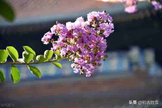 白居易写了数首紫薇花，自称紫薇郎，为何杜牧却被称为“杜紫薇”