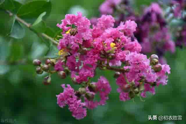 白居易写了数首紫薇花，自称紫薇郎，为何杜牧却被称为“杜紫薇”