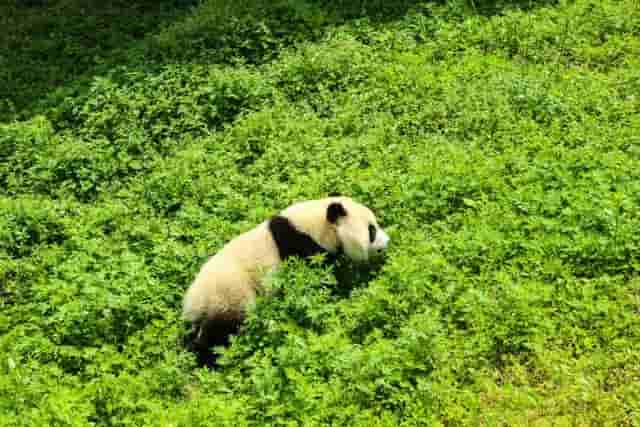 被遗忘的血泪史：猎杀大熊猫，细思恐极