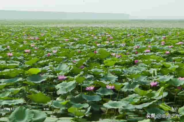 浩浩微山湖，汤汤润苍生：山东湖团移民在沛县的分布情况
