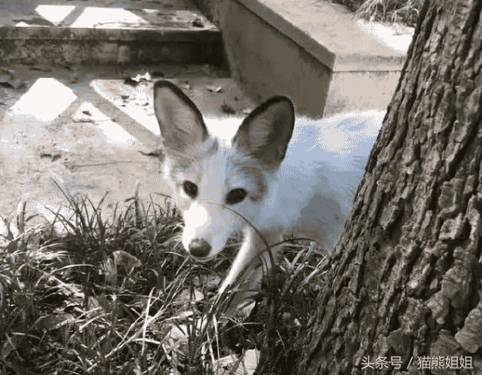 武大珞珈山可爱的小白狐走了，请你下辈子回青丘吧