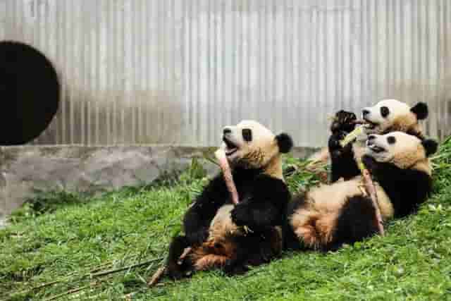被遗忘的血泪史：猎杀大熊猫，细思恐极