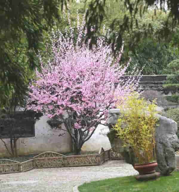 赏樱季即将断档，被抢风头的梅花藏了一手，一黄一紫两种花也想搏一搏