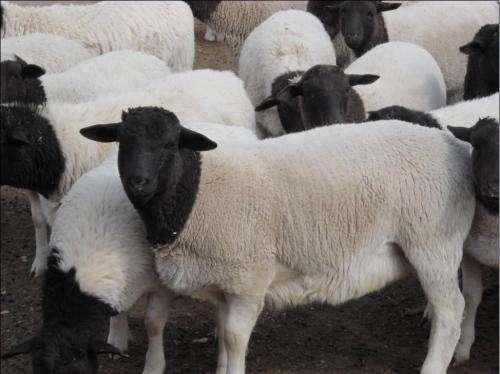 我国肉羊品种大全，看看您那里适合养殖什么羊？