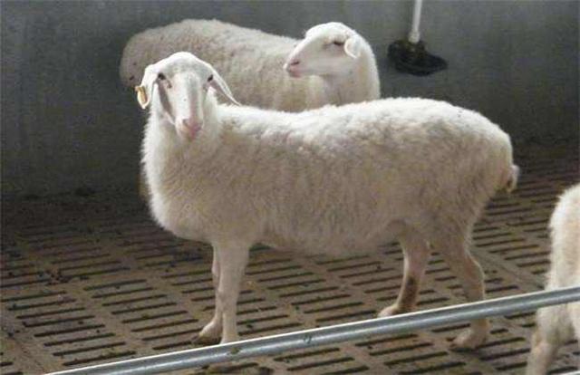 我国肉羊品种大全，看看您那里适合养殖什么羊？