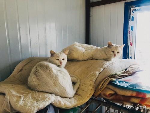 齐齐哈尔市小动物保护协会，面对流浪猫狗——让它们有个安身之所健康地活下去