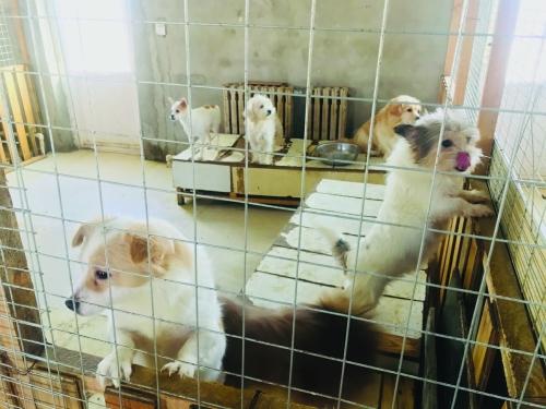 齐齐哈尔市小动物保护协会，面对流浪猫狗——让它们有个安身之所健康地活下去