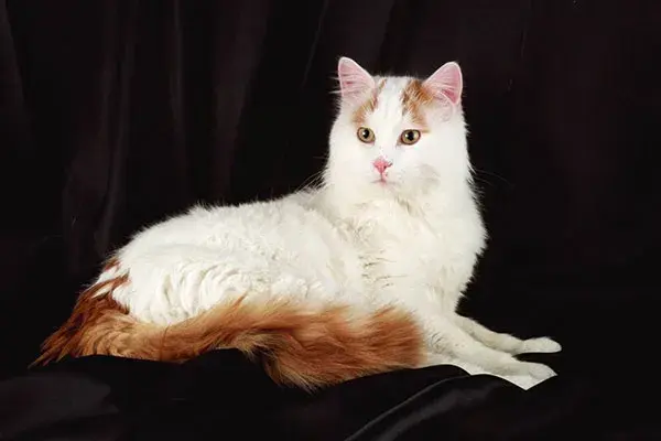 分享一组好看的长毛猫咪图片，最后那个品种的猫咪真的很不错
