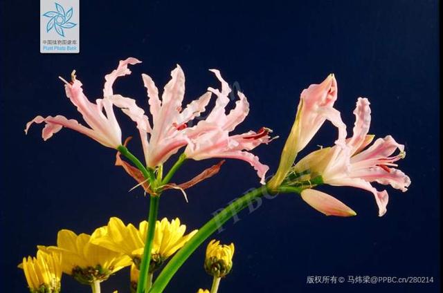 “九月花神”来了！中国人叫它蟑螂花，日本人叫它曼殊沙华