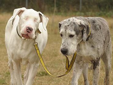 拉布拉多被评为最好的猎犬和导盲犬，优点无数，这种狗狗好想要