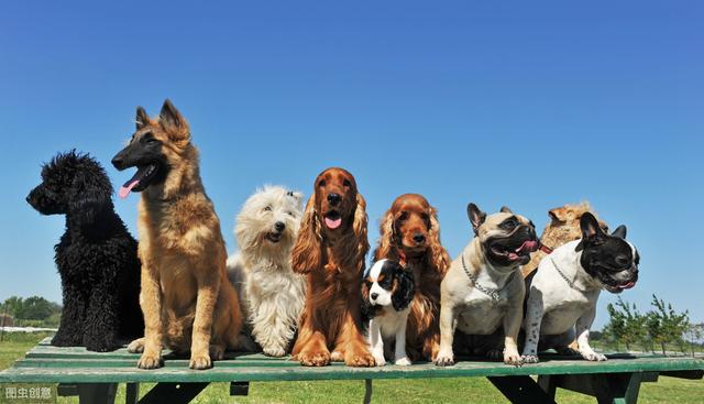 七种最常见的狗狗取名大法！你家狗狗名字是不是这样取的呢？