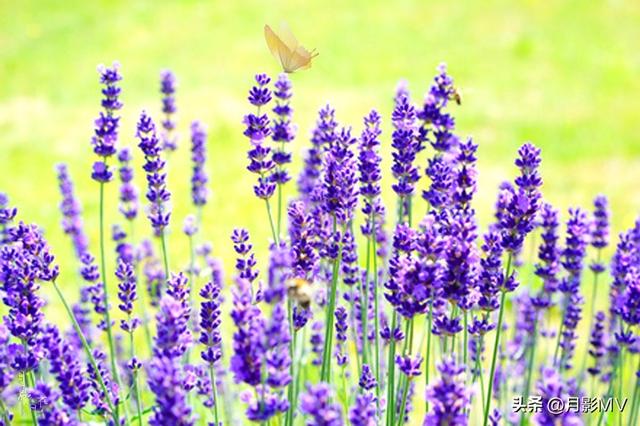 薰衣草，宁静的紫
