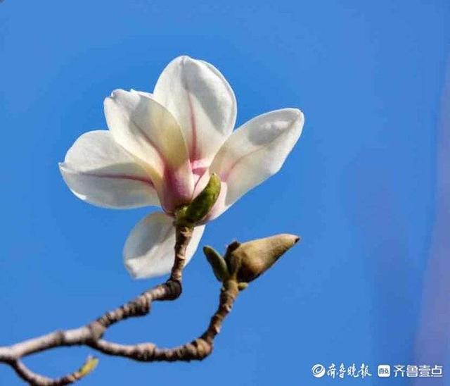 春之曲｜粉黛济南——正值花神节百花生日，送给百花与花