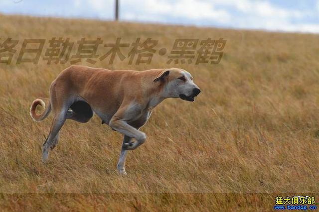 细犬中的战斗犬——蒙古细犬