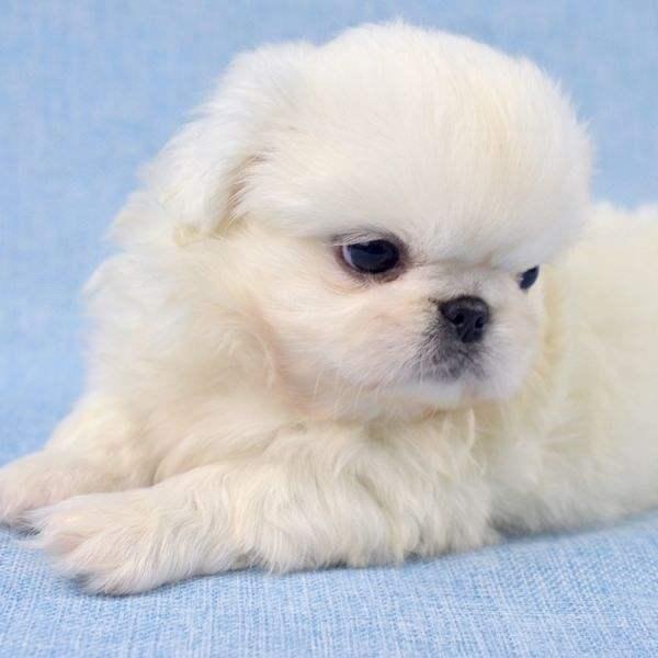 纯纯白色宠物狗名字深切实际-可爱点