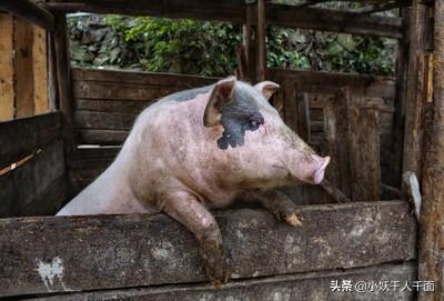 农村每到过节宰猪炖肉，再也尝不到的味道！一门近乎失传的技艺！