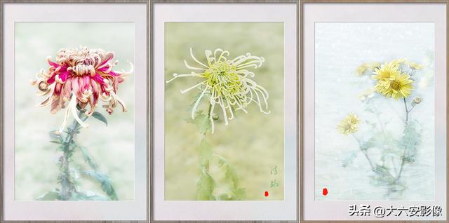10幅菊花摄影作品 配古诗词请您欣赏