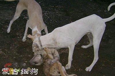 细犬中的战斗犬——蒙古细犬