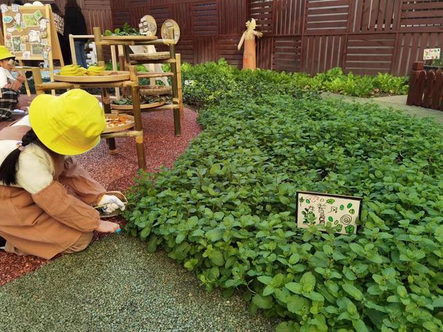 上海幼儿园孩子自种薄荷与辣椒，起名“龙卷风”“好热啊”