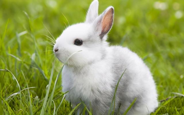 粘人认生的宠物兔子洋气的名字-可爱点