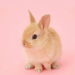 可爱的宠物兔起名字机灵活泼-可爱点