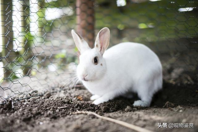 白色兔子叫什么名字，有什么特性