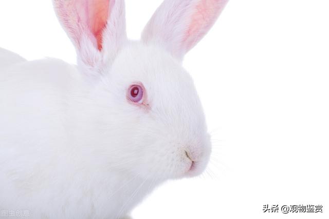 白色兔子叫什么名字，有什么特性