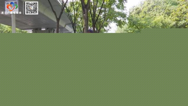 栾树“滴油”,原是它惹的祸