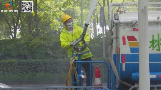 栾树“滴油”,原是它惹的祸