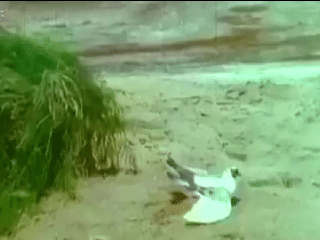 动图gif合集,美女得知公司没帅哥后,这放飞自我骚操作太绝了。