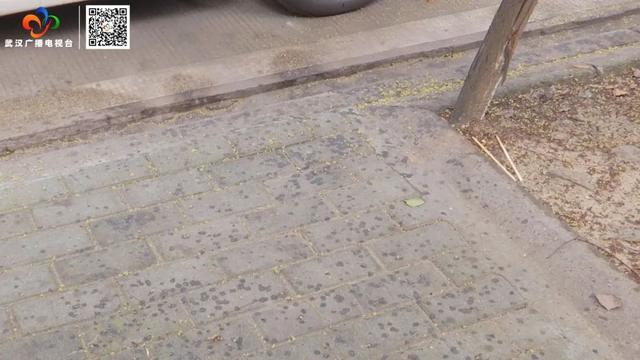 栾树“滴油”,原是它惹的祸