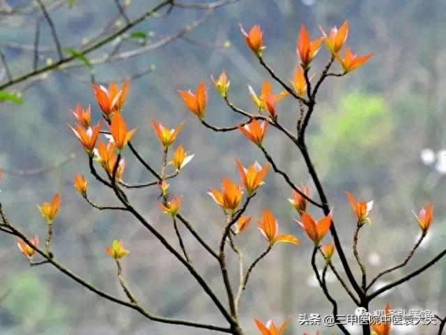 认识同人系列:四十不惑