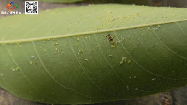 栾树“滴油”,原是它惹的祸