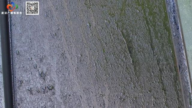 栾树“滴油”,原是它惹的祸