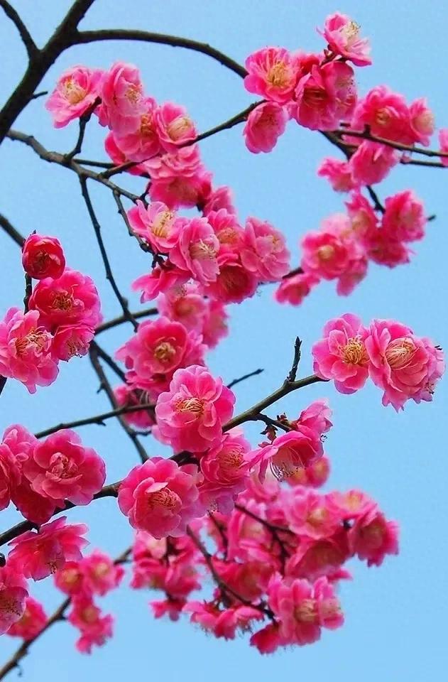 漫天雪舞梅绽,梅影横斜藏啥故事?好奇顿生