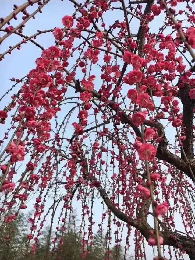 漫天雪舞梅绽,梅影横斜藏啥故事?好奇顿生