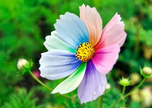 自古美女爱英雄、潘金莲恋西门庆、七堇娘子迷泽连斯基为哪般?