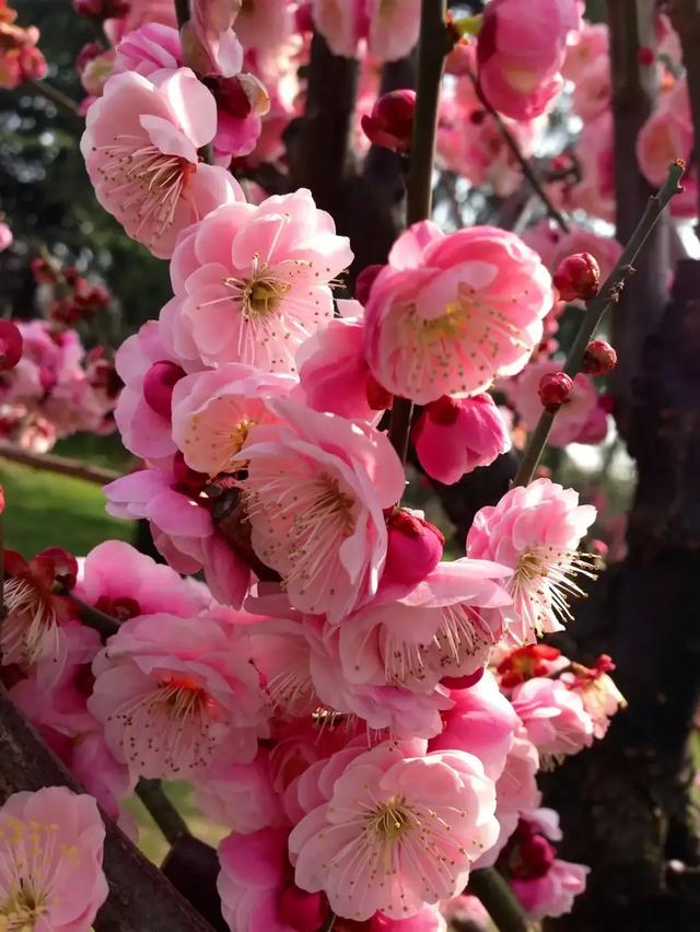 漫天雪舞梅绽,梅影横斜藏啥故事?好奇顿生