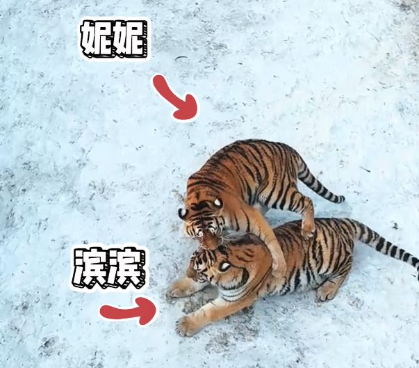 尔滨,有惊喜丨你能分清“两只老虎”谁是“滨滨”,谁是“妮妮”吗?
