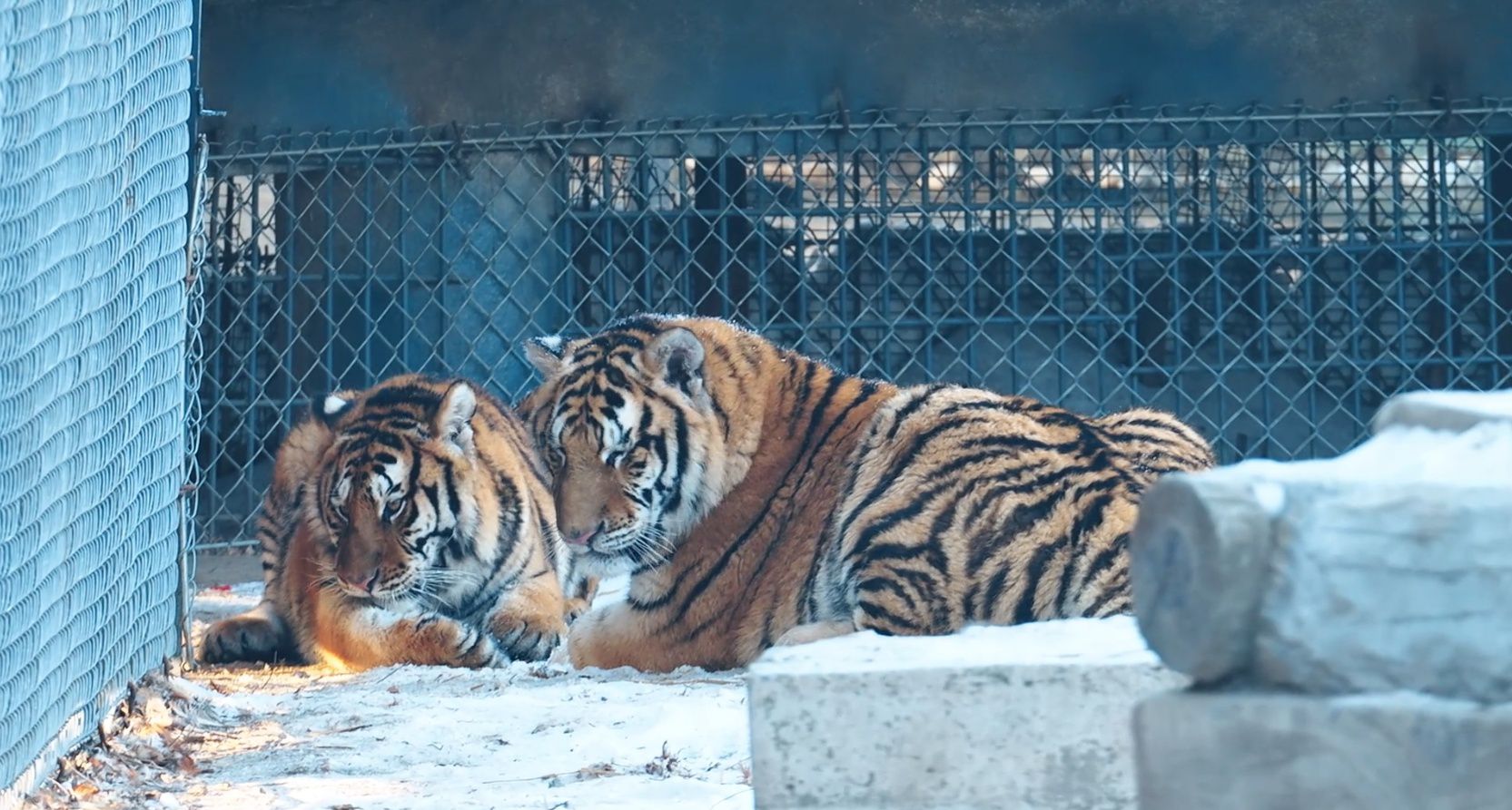 尔滨,有惊喜丨你能分清“两只老虎”谁是“滨滨”,谁是“妮妮”吗?