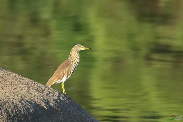 自古美女爱英雄、潘金莲恋西门庆、七堇娘子迷泽连斯基为哪般?