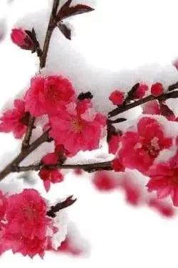 漫天雪舞梅绽,梅影横斜藏啥故事?好奇顿生