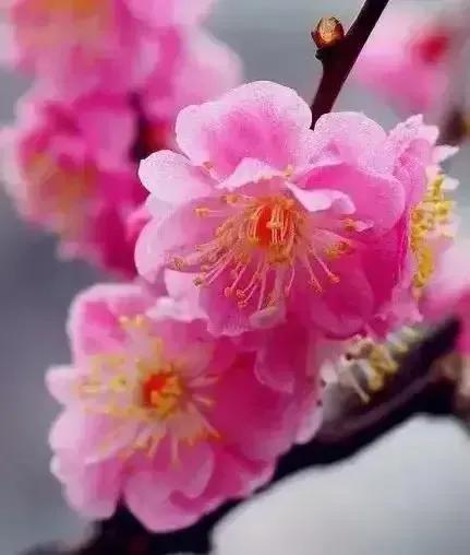 漫天雪舞梅绽,梅影横斜藏啥故事?好奇顿生