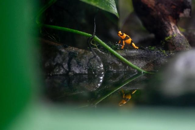 我在现场·照片背后的故事丨回望2024:镜头中的拉美瞬间