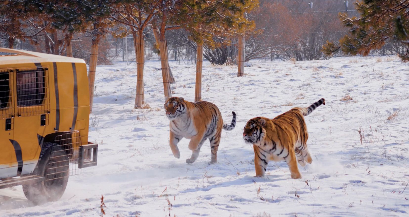 尔滨,有惊喜丨你能分清“两只老虎”谁是“滨滨”,谁是“妮妮”吗?