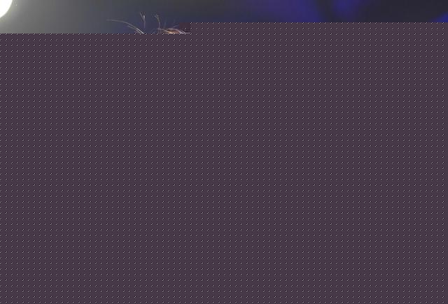 拳力联盟第三季常规赛 美女拳击宝贝扮靓拳台