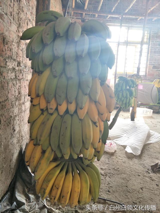 乡下淳朴香蕉美女的生意特别红火,过路司机喜欢停车购买!